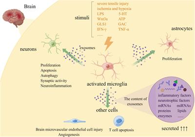 The role of microglial exosomes in brain injury